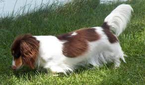Black And Cream Dapple Dachshund For Sale Cream Piebald Long Haired Dachshund Dachshund Colors Piebald Dachshund Dachshund Puppies For Sale