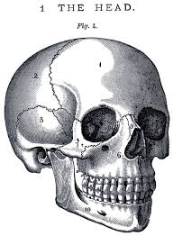 This black and white vintage illustration features the human sternum and ribs. 6 Skull Images Vintage Anatomy Clip Art Bones Skull Skull Art Art