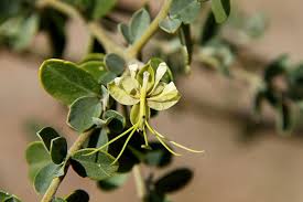 Image result for Cadaba