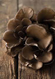 Wild Mushroom Papardelle Love And Olive Oil Stuffed Mushrooms Maitake Mushroom The Magic Faraway Tree