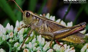 Cover suara pikat burung wiceh kolibri kelapa paling ampuh. Mitos Dan Fakta Burung Emprit Gantil Atau Wiwik Kelabu Atau Kedasih Hewanpedia