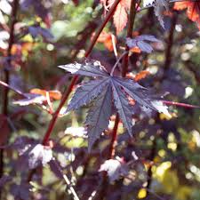Image result for Hibiscus acetosella
