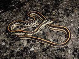 Like all garter snakes, they have stripes down the body. Texasgartersnake
