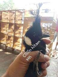 Ud Jalak Suren Klaten Burung Jalak