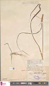 Image result for Heteropogon melanocarpus