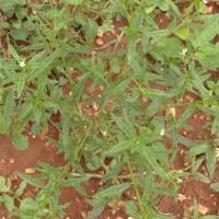 Image result for Heliotropium zeylanicum