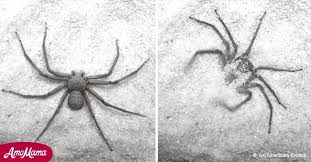 Un gain de 9% sur publicis en 6 mois avec un bonus cappé. Une Sequence Incroyable D Une Araignee Qui S Enterre Vivante Dans Le Sable Est Devenue Virale Sur Internet