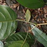 Image result for Baphiopsis