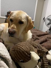 I have a favorite toy and a security. Meet my monkey.