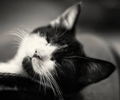 Ini foto tentang piaraan, potret, wallpaper kucing. Kucing Hitam Dan Putih Wallpaper Muat Turun Ke Telefon Bimbit Anda Dari Phoneky