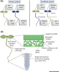 Ready ️ shopee ️ tokopedia est. Time Will Tell Intercellular Communication In The Plant Clock Trends In Plant Science