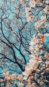 Livewallp enables you to use live wallpapers on your windows desktop. Iphone Cherry Blossom And Wallpaper Image 7090315 On Favim Com