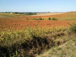 Common signs and symptoms of gerd include: Fleurance Montestruc Sur Gers Brugnens Gers France Alltrails