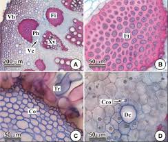 Image result for Vernonia hirsuta