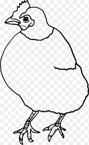 The strains are descended from the helmeted guinea fowl, numida meleagris. Turkey Silkie Helmeted Guineafowl Rooster Hen White Chicken Png Pngegg