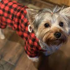 Check spelling or type a new query. Groomingdales Pet Salon Day Spa 26 Photos 23 Reviews Pet Groomers 3821 Dayton Xenia Rd Beavercreek Oh Phone Number