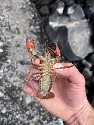 Image result for Craterostigma newtonii