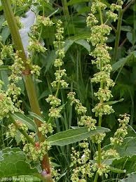 Image result for Rumex crispus
