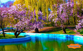 Most wallpapers do just that, wallpaper the background. Plain Ideas Screen Saver Wallpaper Spring Park Sakura Spring Flowers And Water 1164x720 Wallpaper Teahub Io