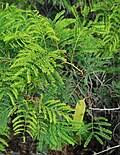 Image result for Elephantorrhiza goetzei