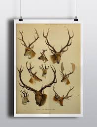 Antique Deer Elk Antlers Scientific Chart Poster Print Deer