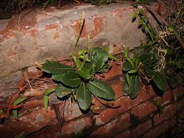 Image result for Elytraria acaulis