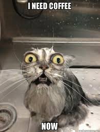 I Need Coffee Now Meme I Need Coffee Meme Need Coffee Meme Funny Cat Memes