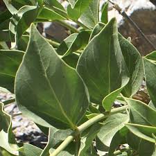 Image result for Vincetoxicum cernuum