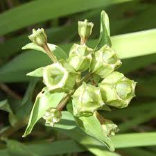 Image result for Alstroemeria pulchella