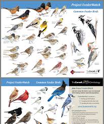 Feeder Bird Identifier By Picture Pin By Doug S On Birds Backyard Birds Watching Backyard Birds Beautiful Birds