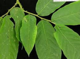 Image result for Casearia runssorica