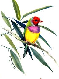 Beautiful Bird Paintings On Canvas Bird Painting Gouldian Finch Original Watercolor Bird Painting Tropical Birds Beautiful Bird Bird A Watercolor Bird Birds Painting Stretched Canvas Prints
