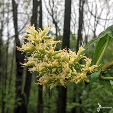 Image result for Cissus glaucophylla