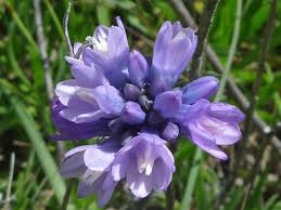 Image result for Dicoma capensis