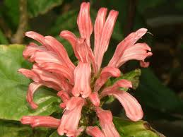 Image result for Justicia carnea