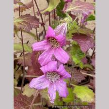 Image result for Aeollanthus rehmannii