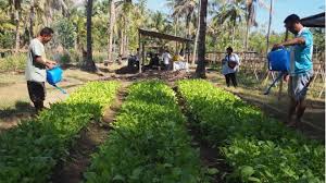 Pemerintah meminta kepada petani untuk tidak melepas hasil panen saat panen raya. Presiden Jokowi Tunjukkan Pertumbuhan Sektor Pertanian Petani Hilang Harapan Rasanya Bbc News Indonesia