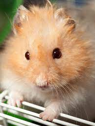 Life Cycle Of Teddy Bear Hamsters - Pet Ponder