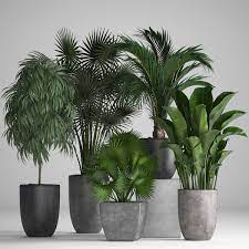 Maybe you would like to learn more about one of these? Ornamental Plants Pots Exotic 3d Model Turbosquid 1357883