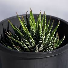Image result for Aloe zebrina