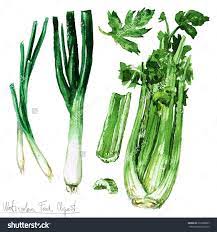 水彩食品剪纸艺术 芹菜 韭菜和葱 食品及饮料 物体 海洛创意 hellorf shutterstock中国独家合作伙伴 正版素材在线交易平台 站酷旗下品牌 fruit illustration