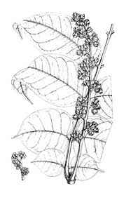 Image result for Pachylobus edulis