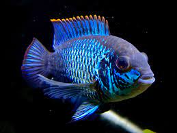 Description the electric blue acara cichlid is generally peaceful even with its own kind. My Slim Thiccc Electric Blue Acara Aquariums