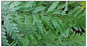 Image result for Davalliaceae