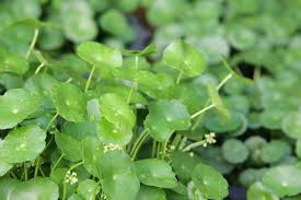 Image result for Centella