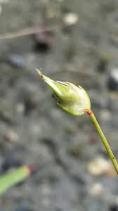 Image result for Abildgaardia ovata