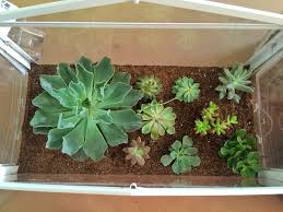 Succulent Terrarium Using Ikea Socker Mini