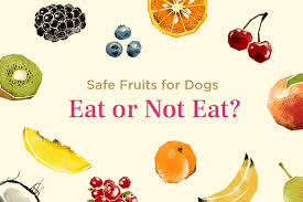 Which Fruits Are Safe For Dogs To Eat Discover The Benefits Pitfalls Fruits For Dogs Safe Fruits For Dogs Fruits Good For Dogs