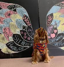 Get directions, reviews and information for wales animal clinic in wales, wi. Chatswood Veterinary Clinic Vet In Willoughby Pupsy