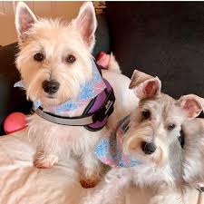 Which RV model is better: Cherokee Alpha Wolf, Grand Design Imagine, or  Jayco Jayflight?